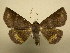  (Antiblemma agrestis - 11-CRBS-0338)  @15 [ ] No Rights Reserved (2010) James Sullivan Research Collection of J. B. Sullivan