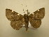  (Antiblemma chiva - 11-CRBS-0340)  @14 [ ] No Rights Reserved (2010) James Sullivan Research Collection of J. B. Sullivan