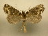  (Ischnopteris Sullivan6820 - 11-CRBS-0359)  @13 [ ] No Rights Reserved (2010) James Sullivan Research Collection of J. B. Sullivan