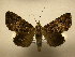  (Hypogrammodes confusaDHJ02 - 11-CRBS-758)  @13 [ ] No Rights Reserved (2010) James Sullivan Research Collection of J. B. Sullivan