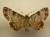  (Coenipeta colliquens - 11-CRBS-816)  @13 [ ] No Rights Reserved (2010) James Sullivan Research Collection of J. B. Sullivan