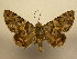  (Coenipeta anepsis - 11-CRBS-825)  @14 [ ] No Rights Reserved (2010) James Sullivan Research Collection of J. B. Sullivan