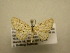  (Cyclophora Sullivan9105 - 11-CRBS-1060)  @13 [ ] No Rights Reserved (2010) James Sullivan Research Collection of J. B. Sullivan