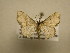  (Lobocleta Malaise2142 - 11-CRBS-1115)  @13 [ ] No Rights Reserved (2010) James Sullivan Research Collection of J. B. Sullivan