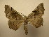  (Pero rumina - 11-CRBS-1350)  @14 [ ] No Rights Reserved  J. B. Sullivan Unspecified