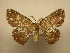  (Cyclophora Sullivan1357 - 11-CRBS-1359)  @14 [ ] No Rights Reserved  J. B. Sullivan Unspecified