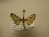  (Eupithecia Sullivan5144 - 11-CRBS-1410)  @13 [ ] No Rights Reserved  J. B. Sullivan Unspecified