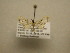  (Eupithecia Sullivan0016 - 11-CRBS-1420)  @13 [ ] No Rights Reserved  J. B. Sullivan Unspecified
