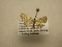  (Eupithecia Sullivan18 - 11-CRBS-1421)  @13 [ ] No Rights Reserved  J. B. Sullivan Unspecified