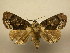  (Cropia isidora - 11-CRBS-1629)  @14 [ ] No Rights Reserved  J. B. Sullivan Unspecified
