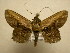  (Selenisa sueroides - 11-CRBS-1718)  @14 [ ] No Rights Reserved  J. B. Sullivan Unspecified