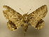  (Zale viridans - 11-CRBS-1749)  @14 [ ] No Rights Reserved  J. B. Sullivan Unspecified