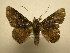  (Pseudyrias Sullivan5399 - 11-CRBS-1751)  @14 [ ] No Rights Reserved  J. B. Sullivan Unspecified