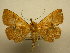  (Epitausa flagransDHJ01 - 11-CRBS-1776)  @14 [ ] No Rights Reserved  J. B. Sullivan Unspecified