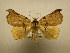  (Lephana metacrosea - 11-CRBS-1782)  @13 [ ] No Rights Reserved  J. B. Sullivan Unspecified