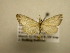  (Schrankia Sullivan7975 - 11-CRBS-2020)  @13 [ ] No Rights Reserved (2010) James Sullivan Research Collection of J. B. Sullivan
