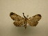  (Palthis sp. CR-2 - 11-CRBS-2201)  @11 [ ] No Rights Reserved (2010) James Sullivan Research Collection of J. B. Sullivan