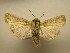  (Leucania Malaise9716 - 11-CRBS-2290)  @14 [ ] No Rights Reserved (2010) James Sullivan Research Collection of J. B. Sullivan