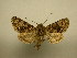  (Eumichtis addicta - 11-CRBS-2335)  @13 [ ] No Rights Reserved (2010) James Sullivan Research Collection of J. B. Sullivan