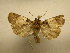 (Hampsonodes naevia - 11-CRBS-2340)  @14 [ ] No Rights Reserved (2010) James Sullivan Research Collection of J. B. Sullivan