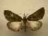  (Hypena columbiata - 11-CRBS-2388)  @14 [ ] No Rights Reserved (2011) JB Sullivan Research Collection of J. B. Sullivan