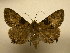 (Dyomyx Sullivan3109 - 11-CRBS-2412)  @12 [ ] No Rights Reserved (2011) JB Sullivan Research Collection of J. B. Sullivan