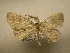  (Cyclophora Sullivan9305 - 11-CRBS-2616)  @13 [ ] No Rights Reserved (2012) JB Sullivan Research Collection of J. B. Sullivan