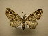  (Eupithecia sp. CR-26 - 11-CRBS-2627)  @13 [ ] No Rights Reserved (2012) JB Sullivan Research Collection of J. B. Sullivan