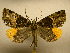  (Charca canopus - 11-CRBS-2737)  @15 [ ] No Rights Reserved (2011) JB Sullivan Research Collection of J. B. Sullivan