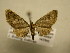  (Eupithecia Sullivan7513 - 11-CRBS-2900)  @12 [ ] No Rights Reserved (2011) JB Sullivan Research Collection of J. B. Sullivan