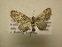  (Eupithecia BioLep8774 - 11-CRBS-2904)  @13 [ ] No Rights Reserved (2011) JB Sullivan Research Collection of J. B. Sullivan