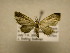  (Eupithecia BioLep266 - 11-CRBS-2908)  @14 [ ] No Rights Reserved (2011) JB Sullivan Research Collection of J. B. Sullivan