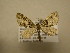  (Eupithecia albimixta - 12-CRBS-056)  @13 [ ] No Rights Reserved (2012) JB Sullivan Research Collection of J.B. Sullivan