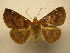  (Antiblemma BioLep1831 - 12-CRBS-110)  @13 [ ] No Rights Reserved (2012) JB Sullivan Research Collection of J.B. Sullivan
