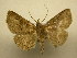  (Antiblemma harmodia - 12-CRBS-118)  @14 [ ] No Rights Reserved (2012) JB Sullivan Research Collection of J.B. Sullivan