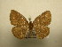  (Mimosema - 12-CRBS-213)  @14 [ ] No Rights Reserved (2012) JB Sullivan Research Collection of J.B. Sullivan