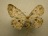  (Cyclophora Sullivan6194 - 12-CRBS-330)  @12 [ ] No Rights Reserved (2012) JB Sullivan Research Collection of J.B. Sullivan