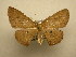  (Cyclophora Sullivan6195 - 12-CRBS-379)  @14 [ ] No Rights Reserved (2012) JB Sullivan Research Collection of J.B. Sullivan