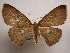  (Cyclophora Sullivan5575 - 12-CRBS-387)  @13 [ ] No Rights Reserved (2012) JB Sullivan Research Collection of J.B. Sullivan
