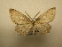  (Cyclophora Sullivan6337 - 12-CRBS-398)  @14 [ ] No Rights Reserved (2012) JB Sullivan Research Collection of J.B. Sullivan