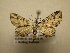  (Eupithecia Sullivan6555 - 12-CRBS-426)  @12 [ ] No Rights Reserved (2012) JB Sullivan Research Collection of J.B. Sullivan