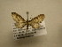  (Eupithecia placens - 12-CRBS-446)  @14 [ ] No Rights Reserved (2012) JB Sullivan Research Collection of J.B. Sullivan
