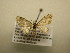  (Eupithecia BioLep1180 - 12-CRBS-465)  @12 [ ] No Rights Reserved (2012) JB Sullivan Research Collection of J.B. Sullivan
