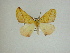  (Sicya sp. CR6 - 13-CRBS-001)  @11 [ ] No Rights Reserved (2013) James Sullivan Research Collection of J. B. Sullivan