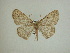  (Periclina cervoides - 13-CRBS-018)  @14 [ ] No Rights Reserved (2013) James Sullivan Research Collection of J. B. Sullivan