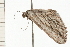  ( - 08-QLDLI-055)  @12 [ ] CreativeCommons - Attribution (2008) Unspecified Centre for Biodiversity Genomics