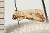  ( - 08-QLDLI-316)  @13 [ ] CreativeCommons - Attribution (2008) Unspecified Centre for Biodiversity Genomics