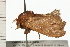  ( - 08-QLDLI-328)  @12 [ ] CreativeCommons - Attribution (2008) Unspecified Centre for Biodiversity Genomics