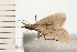  ( - 08-QLDLI-334)  @13 [ ] CreativeCommons - Attribution (2008) Unspecified Centre for Biodiversity Genomics
