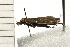  ( - 08-QLDLI-341)  @12 [ ] CreativeCommons - Attribution (2008) Unspecified Centre for Biodiversity Genomics